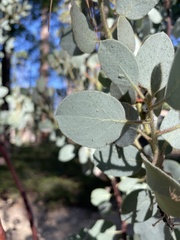 Arctostaphylos viscida mariposa