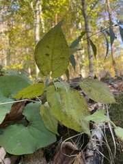 Endodeca serpentaria