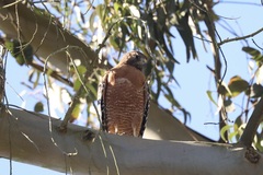 Buteo lineatus elegans