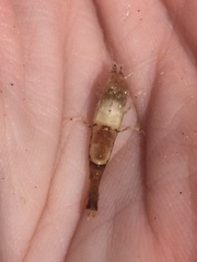 Philocheras australis