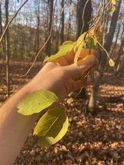 Viburnum prunifolium