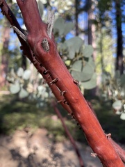 Arctostaphylos viscida mariposa