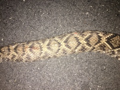 Crotalus adamanteus
