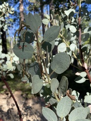 Arctostaphylos viscida mariposa