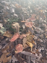 Viburnum acerifolium