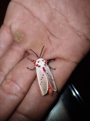 Trosia nigropunctigera