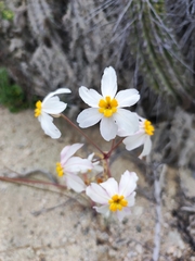 Leucocoryne coronata