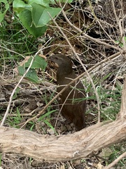 Gallirallus sylvestris