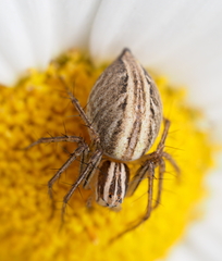 Oxyopes gracilipes