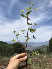 Malvaceae