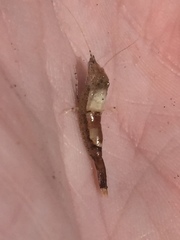 Philocheras australis