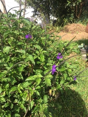 Stachytarpheta cayennensis