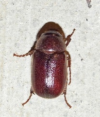 Diplotaxini