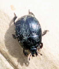 Histeridae