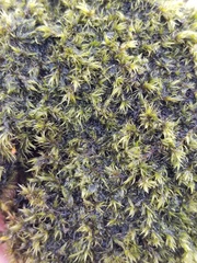 Racomitrium heterostichum