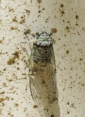 Cicadidae