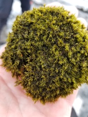 Racomitrium heterostichum