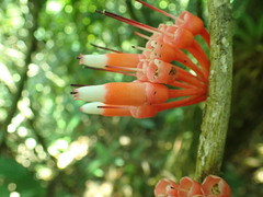 Psammisia guianensis