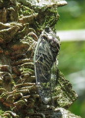 Cicadidae
