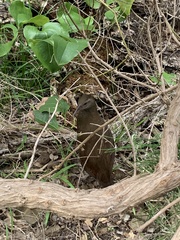 Gallirallus sylvestris