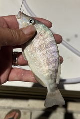 Orthopristis chrysoptera