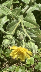 Helminthotheca echioides
