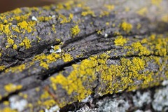 Candelariaceae