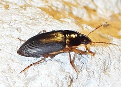 Notiobia terminata