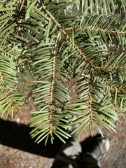 Abies concolor