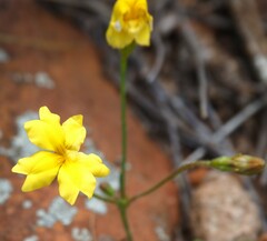 Goodenia pinnatifida