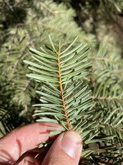 Abies concolor