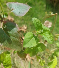 Priva lappulacea