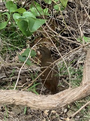 Gallirallus sylvestris