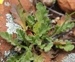 Goodenia pinnatifida
