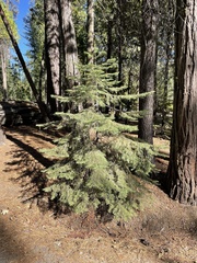 Abies concolor