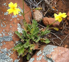 Goodenia pinnatifida