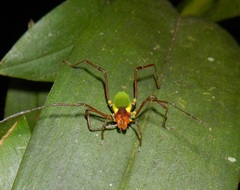 Opiliones