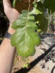 Quercus kelloggii