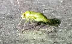 Taylorilygus apicalis