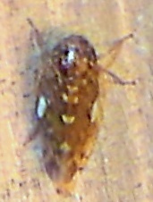 Xestocephalus