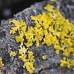 Candelariaceae