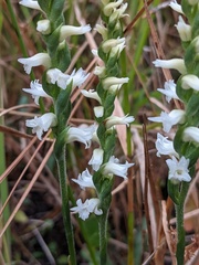 Spiranthes cernua