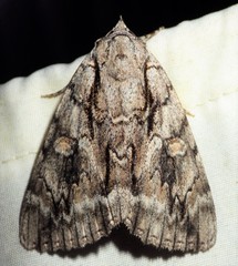 Catocala retecta