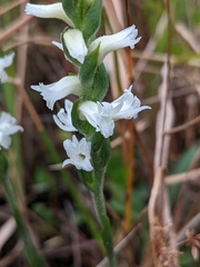 Spiranthes cernua