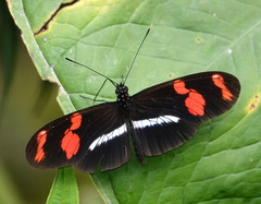 Heliconius telesiphe