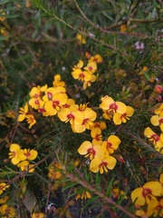 Dillwynia retorta