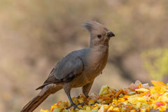 Corythaixoides concolor concolor