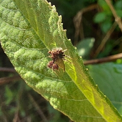 Cyphonia clavigera