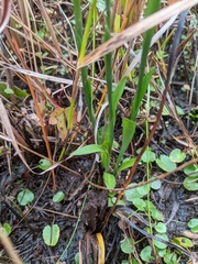 Spiranthes cernua