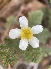 Chamaebatia foliolosa